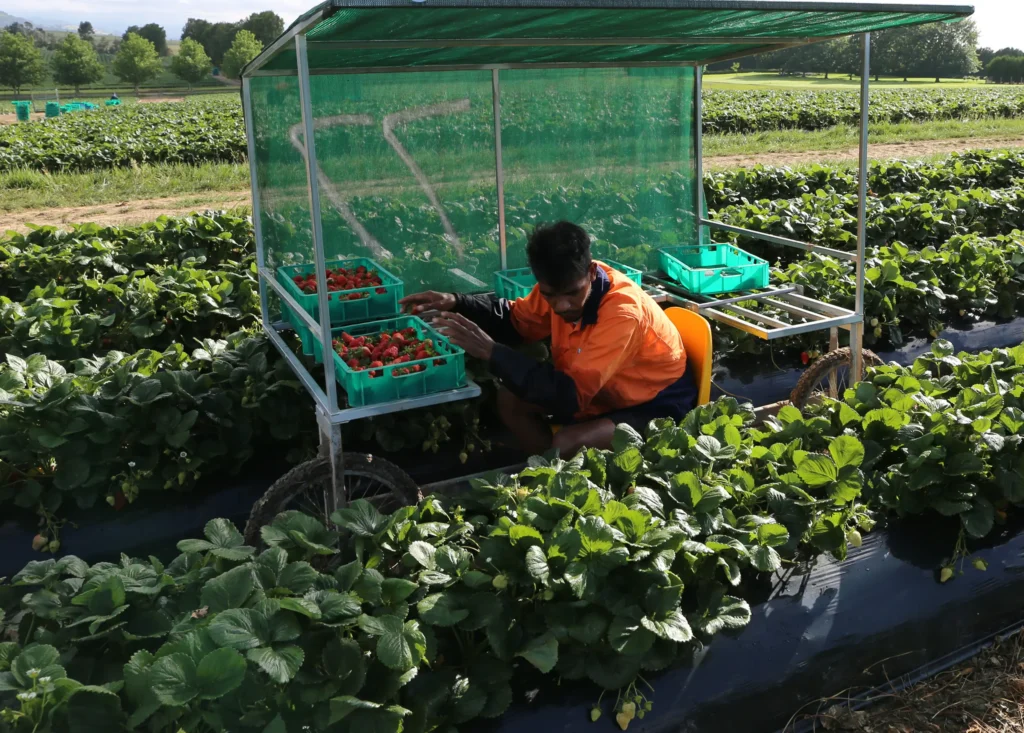 Hassle-Free Seasonal Labour with Connect Group